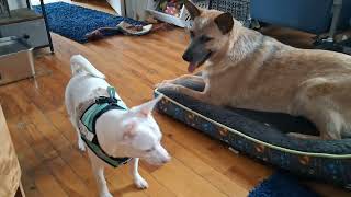 Video preview image #1 Mutt Puppy For Sale in Sebec, ME, USA