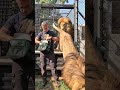 LIONS Return Home #cat #animals #wildlife