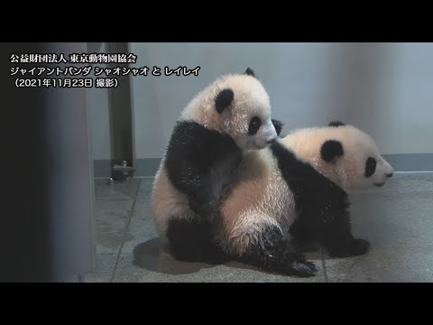 Edição Especial Taito Time Travel - Taito Ward, a cidade dos pandas! ~