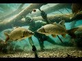 Carp, watching carps - FREEDIVING