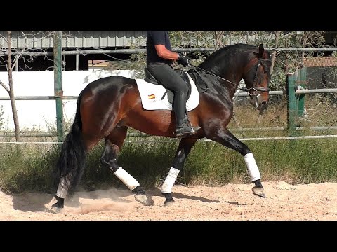 Andalusian PRE Stallion 2017 - 1,69 cm (#MP760)