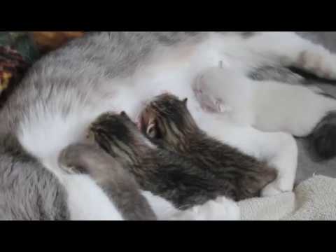 YouTube video about: How can you tell if a cat is done giving birth?