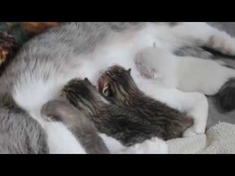 CAT LABOR+DELIVERY AND AFTER (GRAPHIC) | EL GIVES BIRTH!