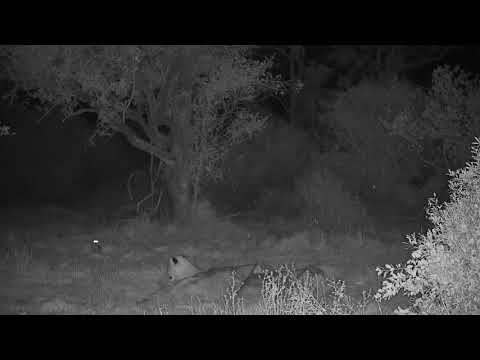 Djuma: Lion-Talamati sub-adult and Genet watching each other - 20:58 - 05/05/21