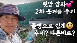 텃밭 양파, 마늘 2차 웃거름주기