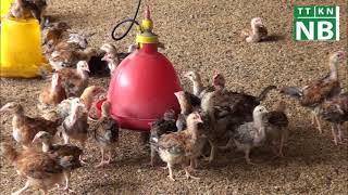 Một số lưu ý chống nóng cho gia súc, gia cầm