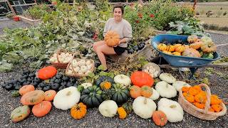 Blown AWAY by this EPIC Pumpkin Harvest!! Chicken Coop Update