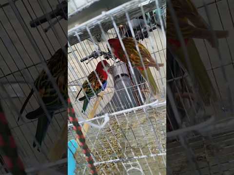 FEIRA DA PRATA EM CAMPINA GRANDE PB, FEIRA DE PASSARINHO