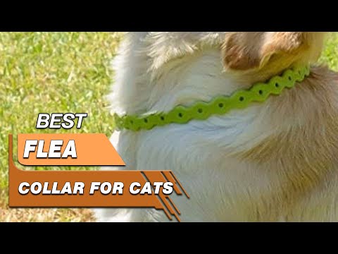 Top 5 Best Flea Collars For Cats Review in 2022 - Make Selection From Our Recommended