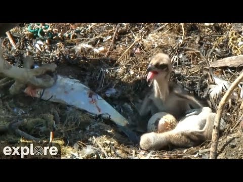 Osprey Chicks have a Sibling Rivalry