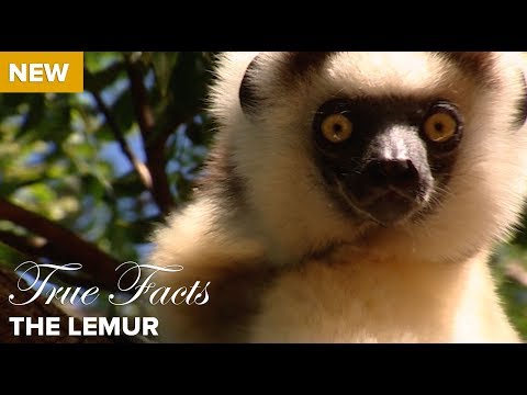 True Facts: The Lemur Video