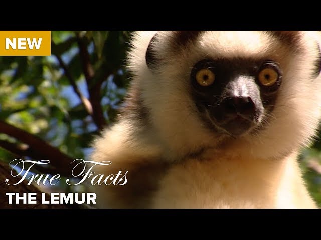 英語のLemurのビデオ発音