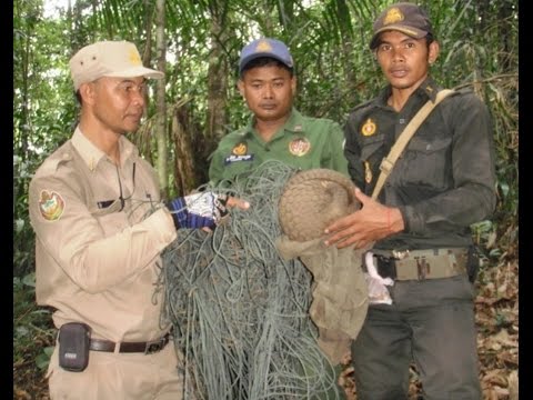 Stop the Wildlife Snaring Crisis in Asia's Forests
