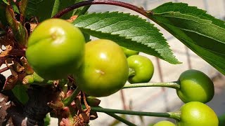체리나무 모든것 진도명량체리원 19년5월 7일 현재체리원
^☆ sweet cherry trees