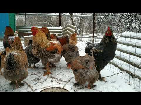 Snow has fell for Christmas... Снег. Рождество...