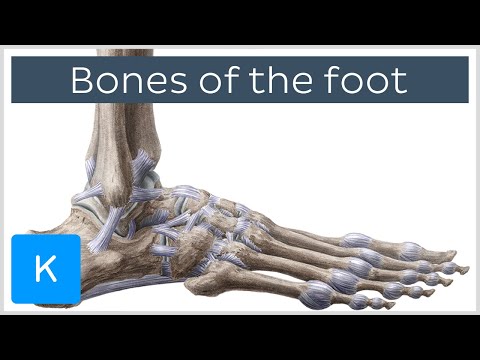 Bones of the foot: tarsals, metatarsals and phalanges (preview)- Human Anatomy | Kenhub