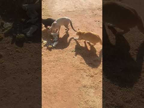 gato no Caís de sento-sé Bahia
