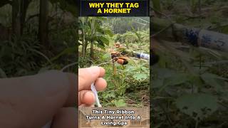 They TAG a Hornet… and It Leads Them to the Nest 😳