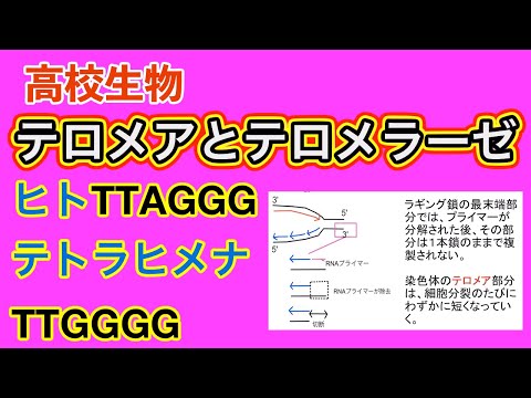 ヘテロゾステラ属の分布