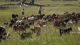 Goats Eat Weeds - Farm to Fork Wyoming