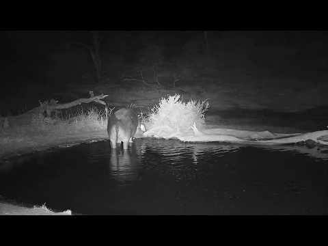 Djuma: Lone Hippo leaves the pan - 05:05 - 09/02/19