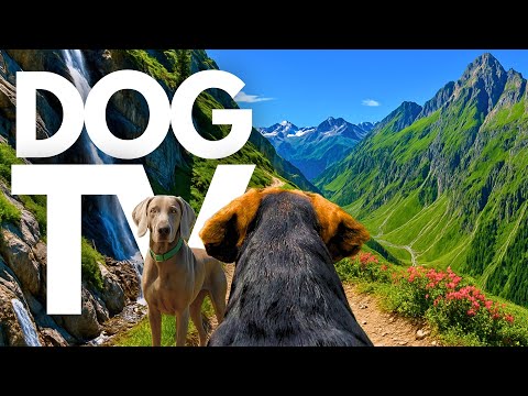 TheDogCam | 10hrs of Swiss Alps Virtual Dog Walks Along Mountain Paths 🐾🏔️ GoPro DogTV