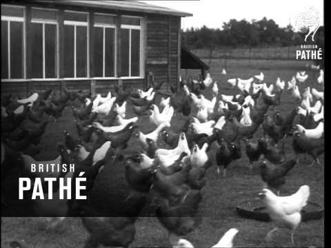 Max Schmeling At Home (1950)