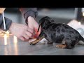 Miniature Dachshund dogs for sale: Macy - Video 1
