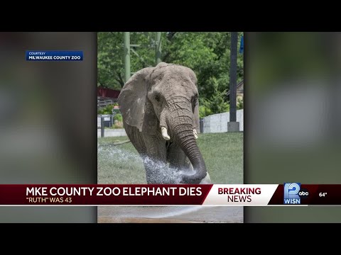 Milwaukee County Zoo euthanizes Ruth the elephant, 43