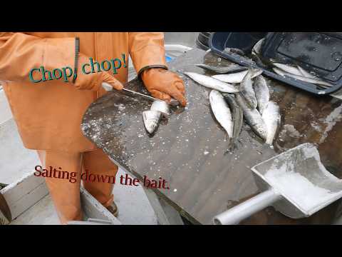 Afternoon Herring Haul and Cruising Through Dog Bay | Herring Gillnetting | Halibut Season 2024