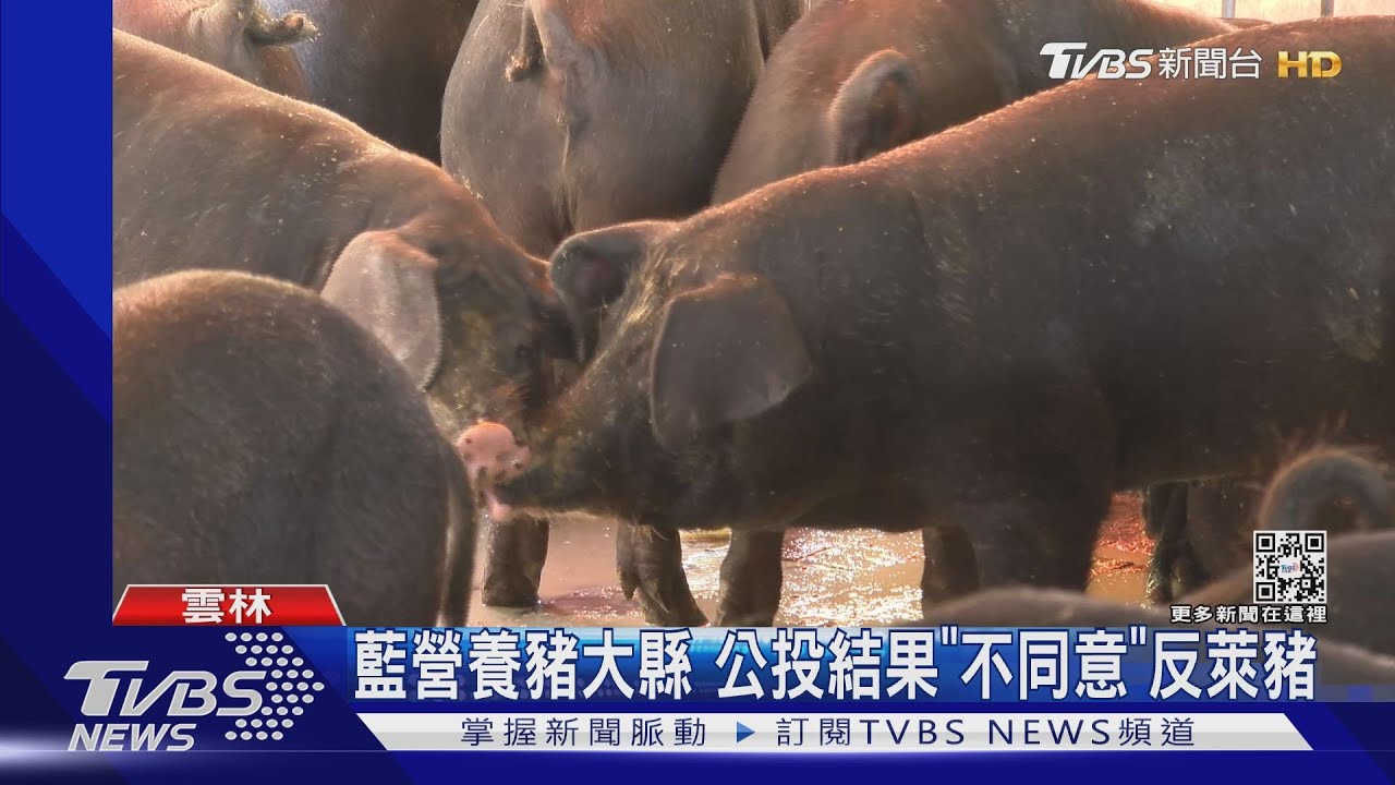 藍營養豬大縣 公投結果「不同意」反萊豬