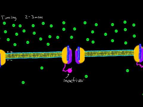 Sodium Channel Timing