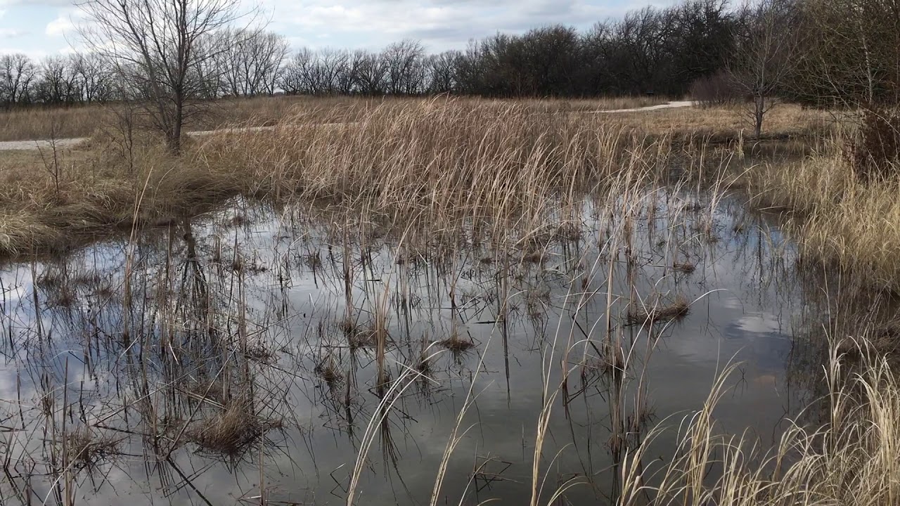 Boreal chorus frogs at Dyck Arboretum of the Plains in Hesston, KS