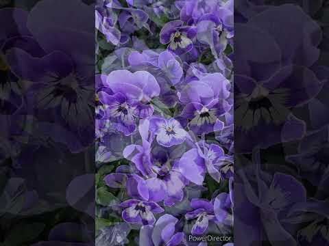 どの花が蝶を最も惹きつけるでしょうか?彼らの好きな色は何ですか?  庭園