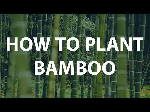 How to Plant Clumping Bamboo