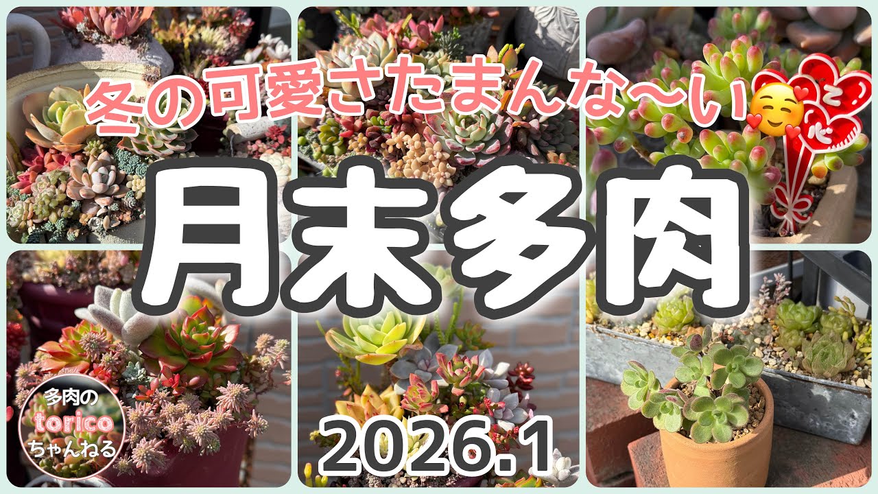 冬の可愛さたまんないね😍【月末多肉】2026.1