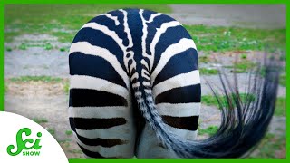 Studying Poop to Save Species