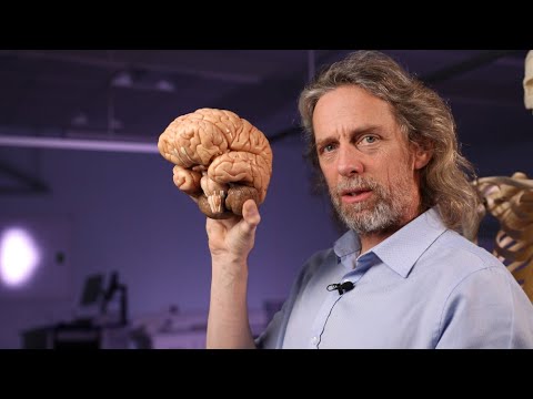 Subarachnoid cisterns anatomy