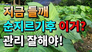 들깨 순치기할때 제발 꼭 확인하세요.그냥 넘기지 마세요!!! 들깨순치는방법,병충해방제,들깨순지르기