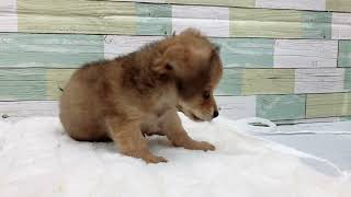 ハーフ犬の動画01