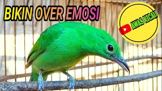 Download lagu CUCAK IJO BETINA GACOR HIPER MEMANGGIL JANTAN BIKIN BIRAHI mp3