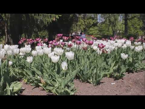 The Most Beautiful Tulips Garden in The World