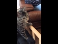 Cuddling time with a kitten :) - New cat caf�� in Paris.