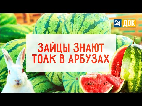 Как выбрать самый сладкий арбуз? "Землеход"