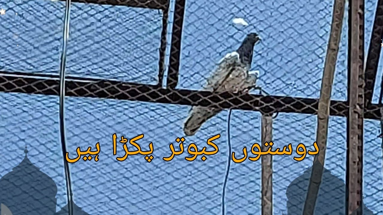 dosto kabotar pakra hai