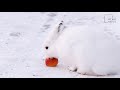 Interesting Facts About Arctic Hare By Weird Square