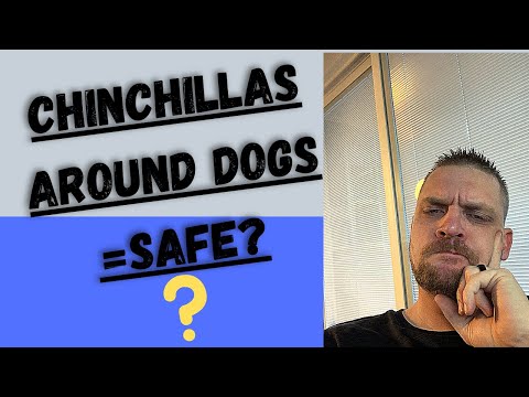 Chinchillas And Dogs: Good Idea or Bad Idea?