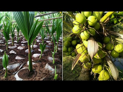 How to grow coconut to get hold more fruit | Coconut farm | Coconut Factory - coconut crops