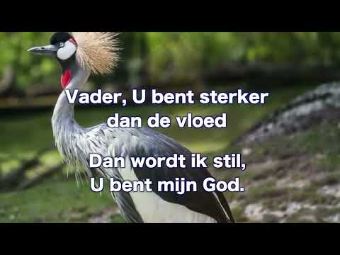 OPwekking 695 Verberg mij nu onder uw vleugels