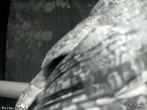 Screech Owl checking out the nest box - 02 Mar 2019a